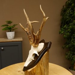 Rehbock abnormes Reh Bock Geweih Rehgeweih auf Trophäenschild 608.136