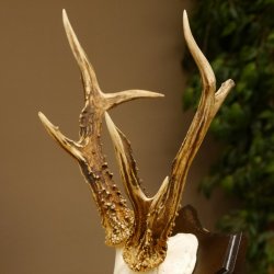 Rehbock abnormes Reh Bock Geweih Rehgeweih auf Trophäenschild 608.136
