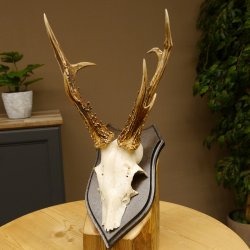 Rehbock abnormes Reh Bock Geweih Rehgeweih auf Trophäenschild 608.136