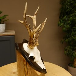 Rehbock abnormes Reh Bock Geweih Rehgeweih auf Trophäenschild 608.136