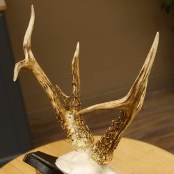 Rehbock abnormes Reh Bock Geweih Rehgeweih auf Trophäenschild 608.136