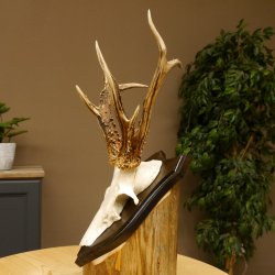 Rehbock abnormes Reh Bock Geweih Rehgeweih auf Trophäenschild 608.136