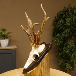 Rehbock abnormes Reh Bock Geweih Rehgeweih auf Trophäenschild 608.136