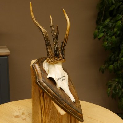 Rehbock abnormes Reh Bock Geweih Rehgeweih auf Trophäenschild 608.137
