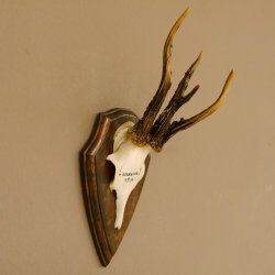 Rehbock abnormes Reh Bock Geweih Rehgeweih auf Trophäenschild 608.137