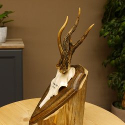 Rehbock abnormes Reh Bock Geweih Rehgeweih auf Trophäenschild 608.137