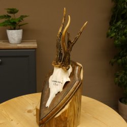 Rehbock abnormes Reh Bock Geweih Rehgeweih auf Trophäenschild 608.137