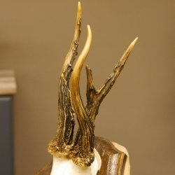 Rehbock abnormes Reh Bock Geweih Rehgeweih auf Trophäenschild 608.137