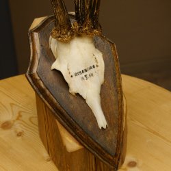 Rehbock abnormes Reh Bock Geweih Rehgeweih auf Trophäenschild 608.137