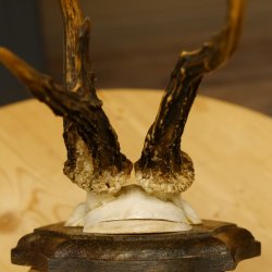 Rehbock abnormes Reh Bock Geweih Rehgeweih auf Trophäenschild 608.137