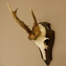 Rehbock abnormes Reh Bock Geweih Rehgeweih auf...