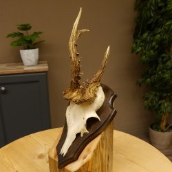 Rehbock abnormes Reh Bock Geweih Rehgeweih auf Trophäenschild 608.138