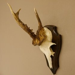 Rehbock abnormes Reh Bock Geweih Rehgeweih auf Trophäenschild 608.138