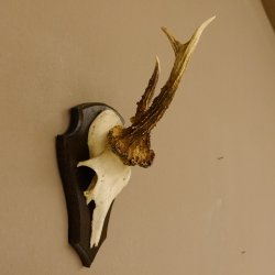 Rehbock abnormes Reh Bock Geweih Rehgeweih auf Trophäenschild 608.138