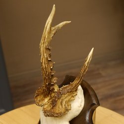 Rehbock abnormes Reh Bock Geweih Rehgeweih auf Trophäenschild 608.138