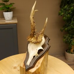 Rehbock abnormes Reh Bock Geweih Rehgeweih auf Trophäenschild 608.138