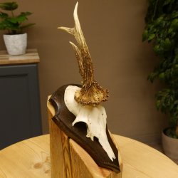 Rehbock abnormes Reh Bock Geweih Rehgeweih auf Trophäenschild 608.138