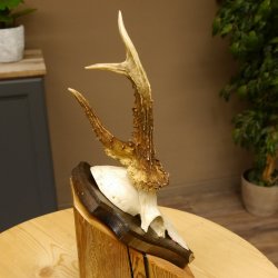 Rehbock abnormes Reh Bock Geweih Rehgeweih auf Trophäenschild 608.138