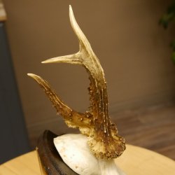 Rehbock abnormes Reh Bock Geweih Rehgeweih auf Trophäenschild 608.138
