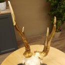 Rehbock abnormes Reh Bock Geweih Rehgeweih auf Trophäenschild 608.139