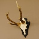 Rehbock abnormes Reh Bock Geweih Rehgeweih auf...