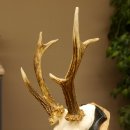 Rehbock abnormes Reh Bock Geweih Rehgeweih auf Trophäenschild 608.139