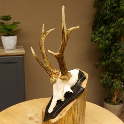 Rehbock abnormes Reh Bock Geweih Rehgeweih auf Trophäenschild 608.139