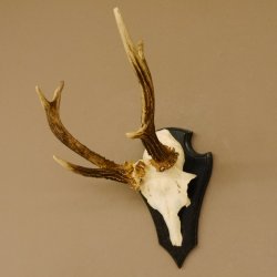 Rehbock abnormes Reh Bock Geweih Rehgeweih auf Trophäenschild 608.139