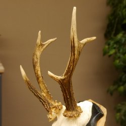 Rehbock abnormes Reh Bock Geweih Rehgeweih auf Trophäenschild 608.139