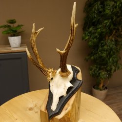 Rehbock abnormes Reh Bock Geweih Rehgeweih auf Trophäenschild 608.139