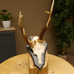 Rehbock abnormes Reh Bock Geweih Rehgeweih auf Trophäenschild 608.139