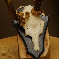 Rehbock abnormes Reh Bock Geweih Rehgeweih auf Trophäenschild 608.139