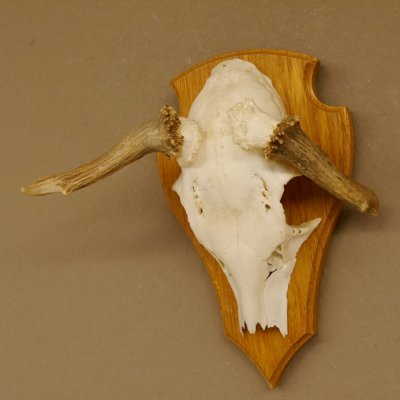 Rehbock abnormes Reh doppelseitiger Kolbenbruch Bock Geweih Rehgeweih auf Trophäenschild 608.140