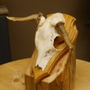 Rehbock abnormes Reh doppelseitiger Kolbenbruch Bock...