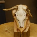 Rehbock abnormes Reh doppelseitiger Kolbenbruch Bock Geweih Rehgeweih auf Trophäenschild 608.140