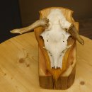 Rehbock abnormes Reh doppelseitiger Kolbenbruch Bock Geweih Rehgeweih auf Trophäenschild 608.140