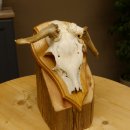 Rehbock abnormes Reh doppelseitiger Kolbenbruch Bock Geweih Rehgeweih auf Trophäenschild 608.140