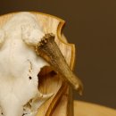 Rehbock abnormes Reh doppelseitiger Kolbenbruch Bock Geweih Rehgeweih auf Trophäenschild 608.140
