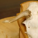 Rehbock abnormes Reh doppelseitiger Kolbenbruch Bock Geweih Rehgeweih auf Trophäenschild 608.140