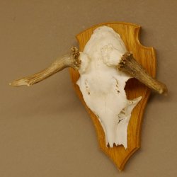 Rehbock abnormes Reh doppelseitiger Kolbenbruch Bock Geweih Rehgeweih auf Trophäenschild 608.140