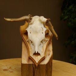 Rehbock abnormes Reh doppelseitiger Kolbenbruch Bock Geweih Rehgeweih auf Trophäenschild 608.140