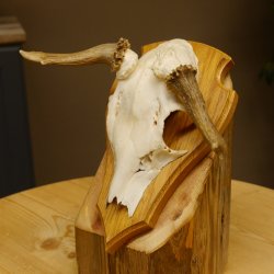 Rehbock abnormes Reh doppelseitiger Kolbenbruch Bock Geweih Rehgeweih auf Trophäenschild 608.140