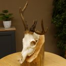 Rehbock abnormes Reh mit ganzer Nase Bock Geweih...