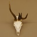 Rehbock abnormes Reh mit ganzer Nase Bock Geweih...