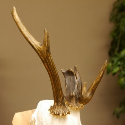 Rehbock abnormes Reh mit ganzer Nase Bock Geweih Rehgeweih 608.142