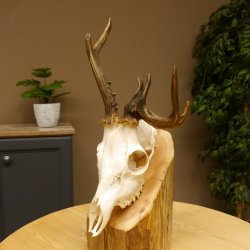 Rehbock abnormes Reh mit ganzer Nase Bock Geweih Rehgeweih 608.142