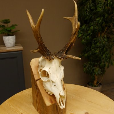 Rehbock abnormes Reh mit ganzer Nase Bock Geweih Rehgeweih 608.143