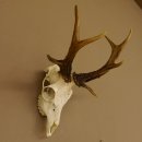 Rehbock abnormes Reh mit ganzer Nase Bock Geweih...