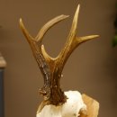 Rehbock abnormes Reh mit ganzer Nase Bock Geweih Rehgeweih 608.143