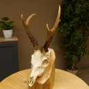 Rehbock abnormes Reh mit ganzer Nase Bock Geweih Rehgeweih 608.143